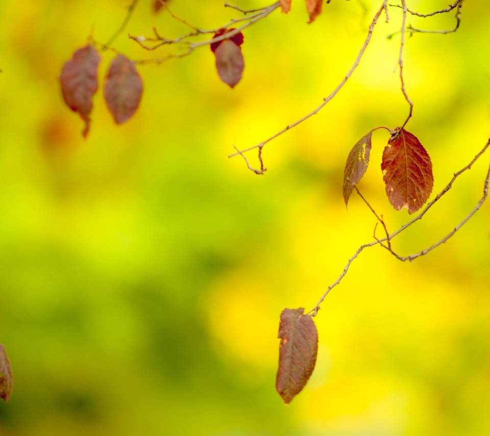 Обои листья, макро, ветки, осень, размытость, leaves, macro, branches, autumn, blur разрешение 2880x1800 Загрузить