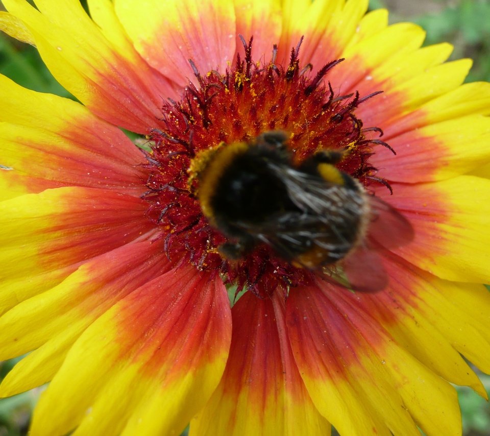 Обои насекомое, цветок, лепестки, шмель, гайлардия, gaillardia, insect, flower, petals, bumblebee, gaylardiya разрешение 3072x2304 Загрузить