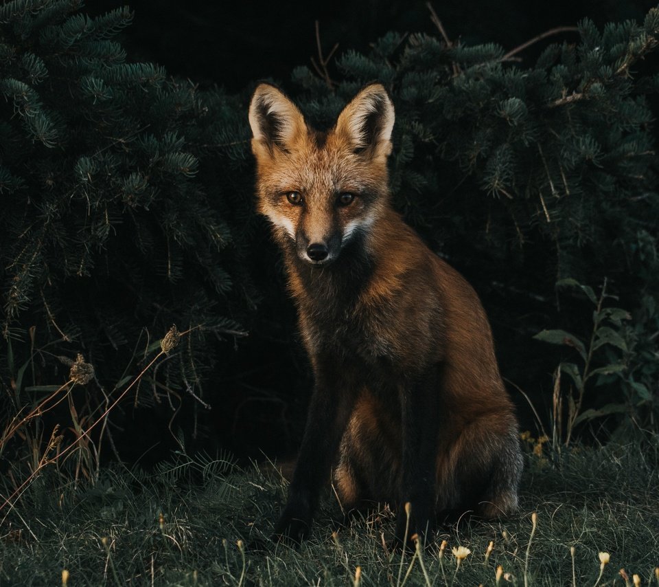 Обои трава, мордочка, взгляд, лиса, хищник, лисица, grass, muzzle, look, fox, predator разрешение 3408x2490 Загрузить