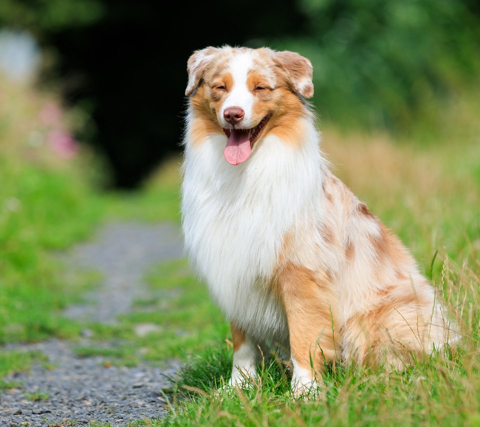 Обои трава, собака, тропинка, язык, австралийская овчарка, аусси, grass, dog, path, language, australian shepherd, aussie разрешение 2880x1800 Загрузить