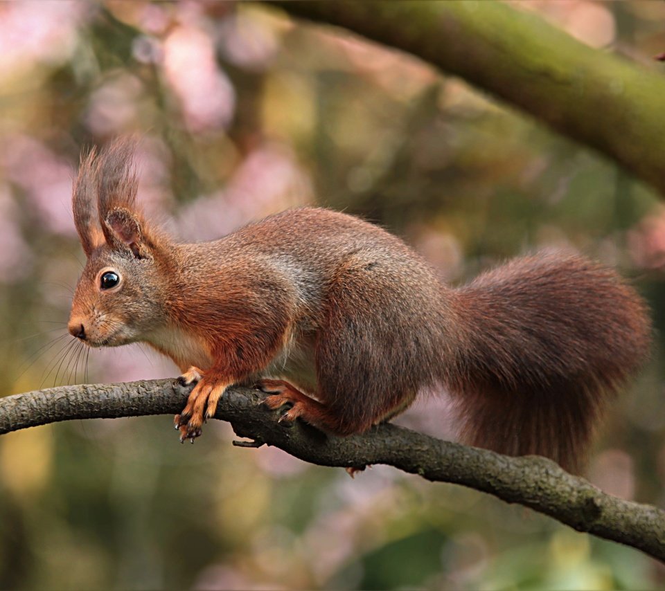 Обои ветка, природа, белка, хвост, branch, nature, protein, tail разрешение 3456x2304 Загрузить