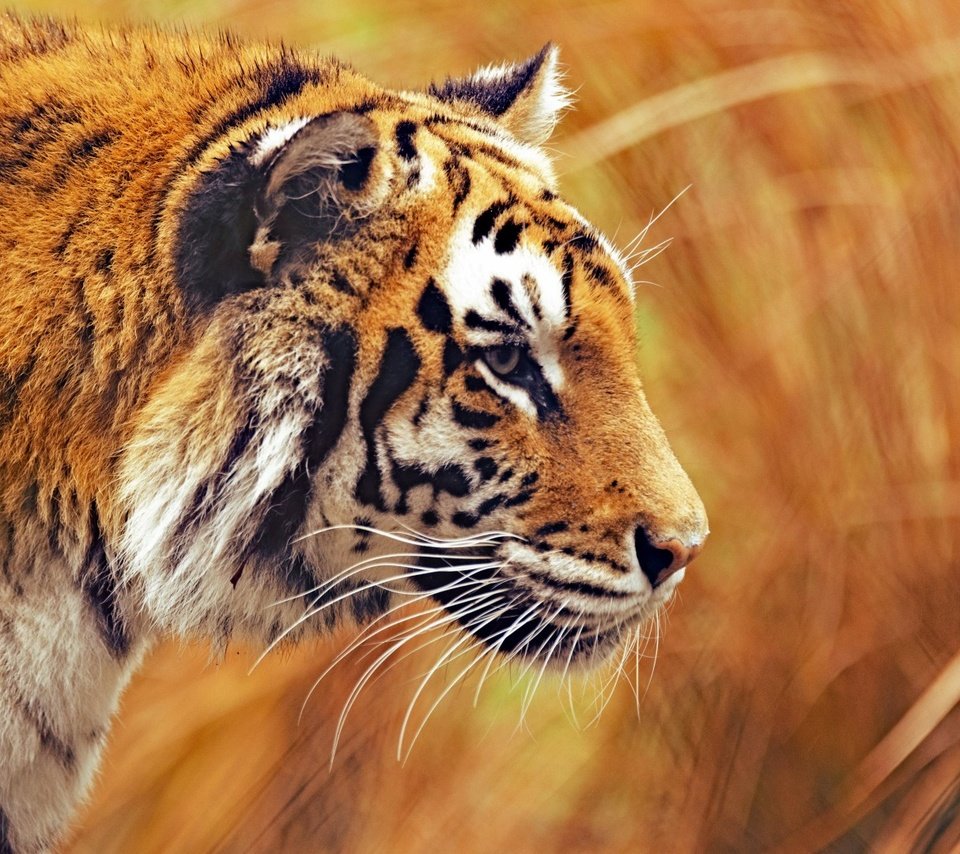 Обои тигр, морда, усы, взгляд, размытость, хищник, профиль, дикая кошка, tiger, face, mustache, look, blur, predator, profile, wild cat разрешение 1920x1080 Загрузить