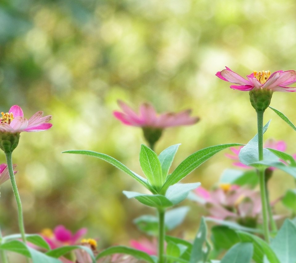 Обои цветы, растения, листья, лепестки, размытость, стебли, flowers, plants, leaves, petals, blur, stems разрешение 3456x2304 Загрузить