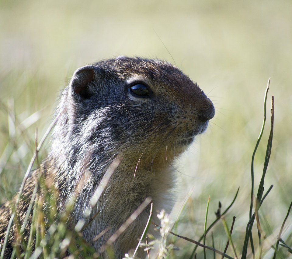 Обои трава, животное, дикая природа, грызун, суслик, grass, animal, wildlife, rodent, gopher разрешение 4608x3072 Загрузить