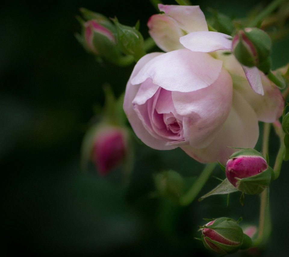 Обои цветы, бутоны, макро, розы, роза, лепестки, боке, flowers, buds, macro, roses, rose, petals, bokeh разрешение 1920x1536 Загрузить