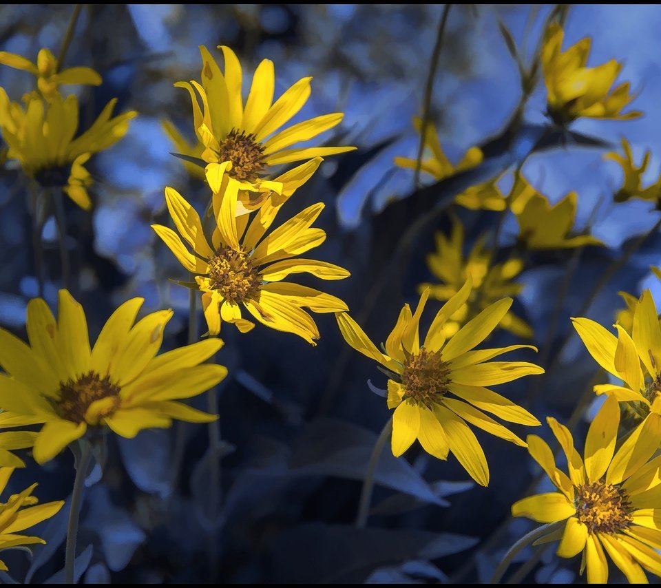 Обои цветы, лепестки, весна, боке, топинамбур, flowers, petals, spring, bokeh, jerusalem artichoke разрешение 2048x1367 Загрузить