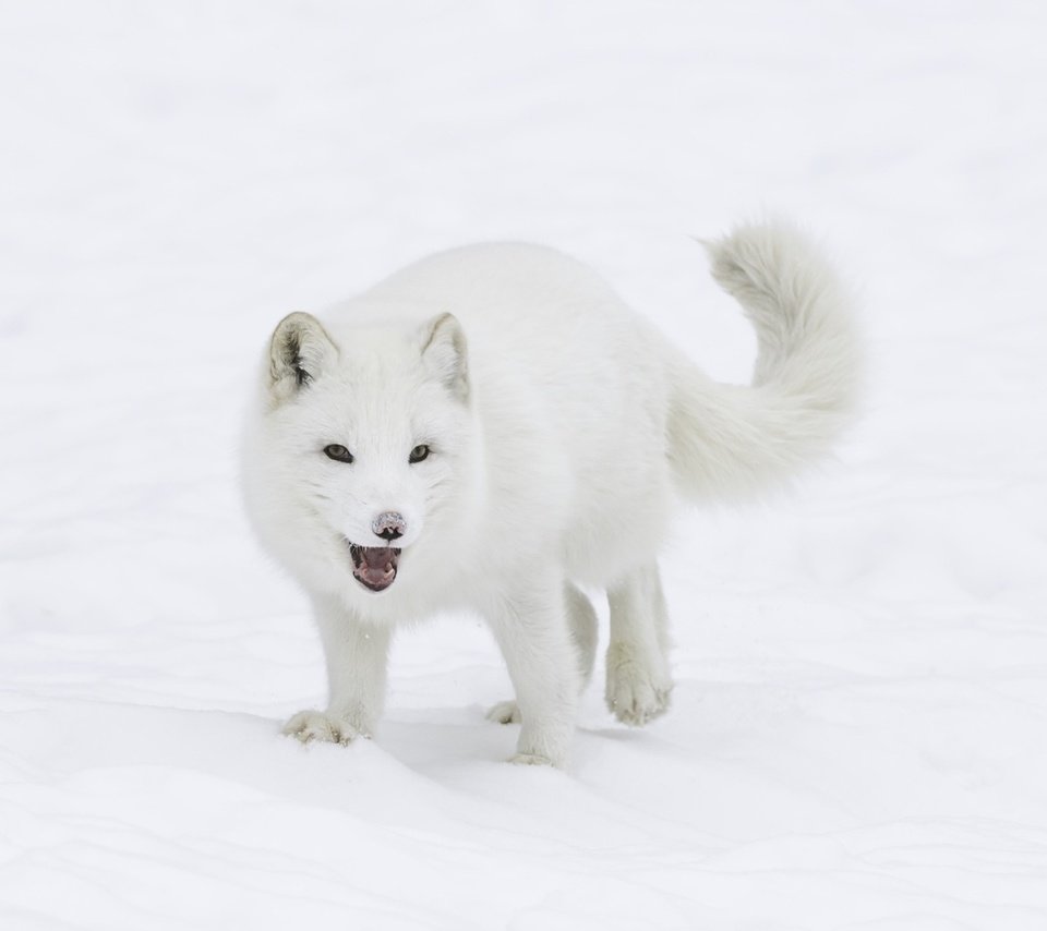 Обои снег, зима, мордочка, взгляд, лисица, хвост, мех, песец, арктическая лиса, arctic fox, snow, winter, muzzle, look, fox, tail, fur разрешение 2048x1363 Загрузить