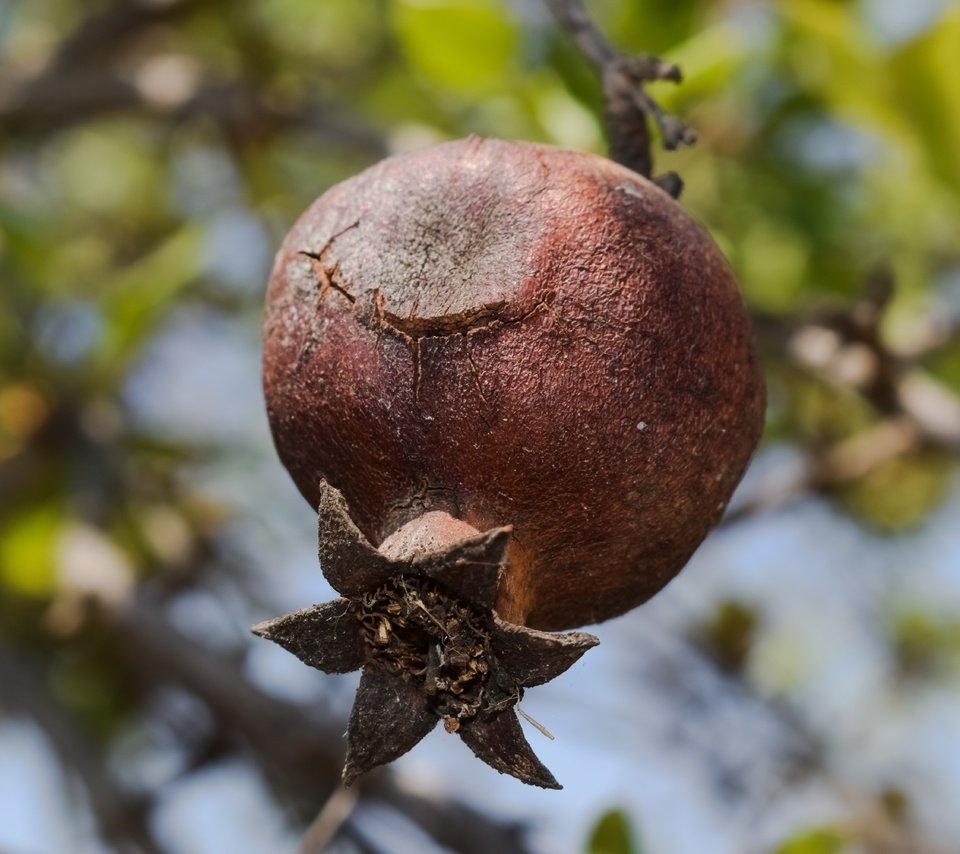 Обои дерево, листья, макро, размытость, плод, фрукт, гранат, tree, leaves, macro, blur, the fruit, fruit, garnet разрешение 6000x4000 Загрузить