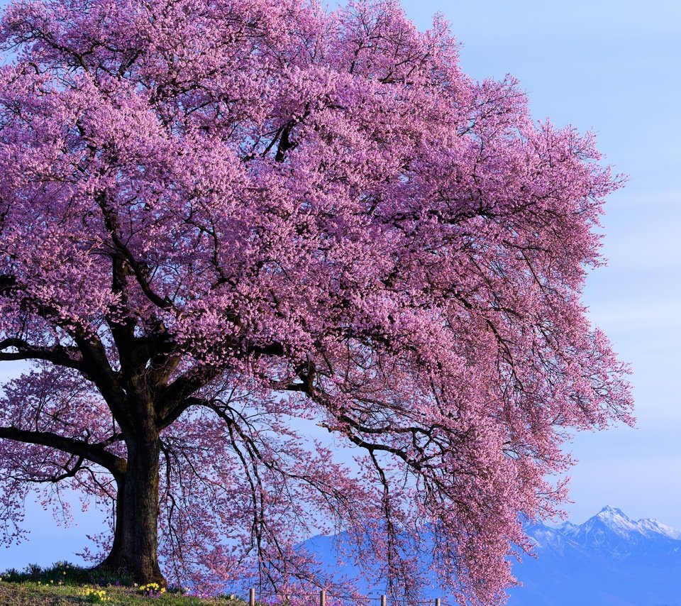 Обои небо, горы, дерево, цветение, весна, солнечно, the sky, mountains, tree, flowering, spring, sunny разрешение 2800x1869 Загрузить