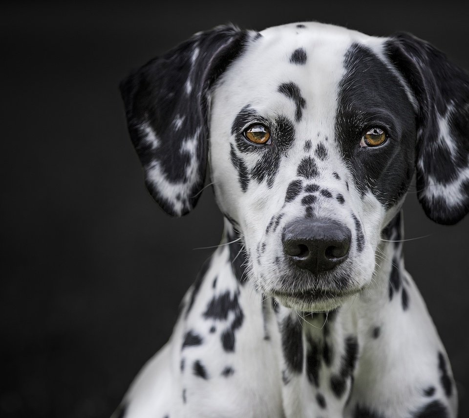 Обои портрет, мордочка, взгляд, собака, черный фон, далматин, portrait, muzzle, look, dog, black background, dalmatian разрешение 2048x1365 Загрузить