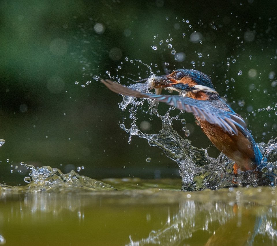 Обои вода, улов, полет, капли, крылья, брызги, птица, рыбка, зимородок, water, catch, flight, drops, wings, squirt, bird, fish, kingfisher разрешение 2048x1365 Загрузить