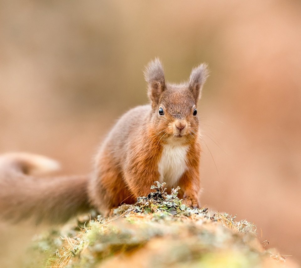 Обои рыжая, белка, белочка, грызун, зверюшка, red, protein, squirrel, rodent, pet разрешение 2048x1365 Загрузить