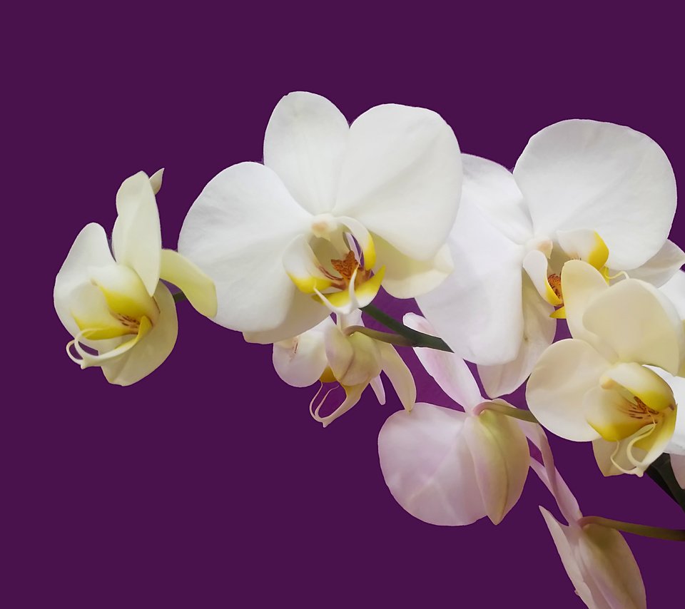 Обои орхидея белая на цветном фоне, white orchid on colored background разрешение 4124x2731 Загрузить