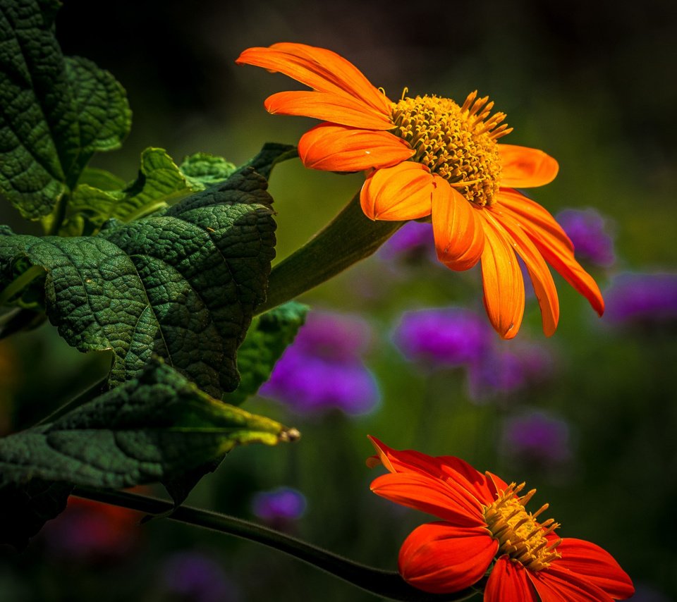 Обои цветы, листья, лепестки, боке, титония, flowers, leaves, petals, bokeh, titania разрешение 2112x1188 Загрузить