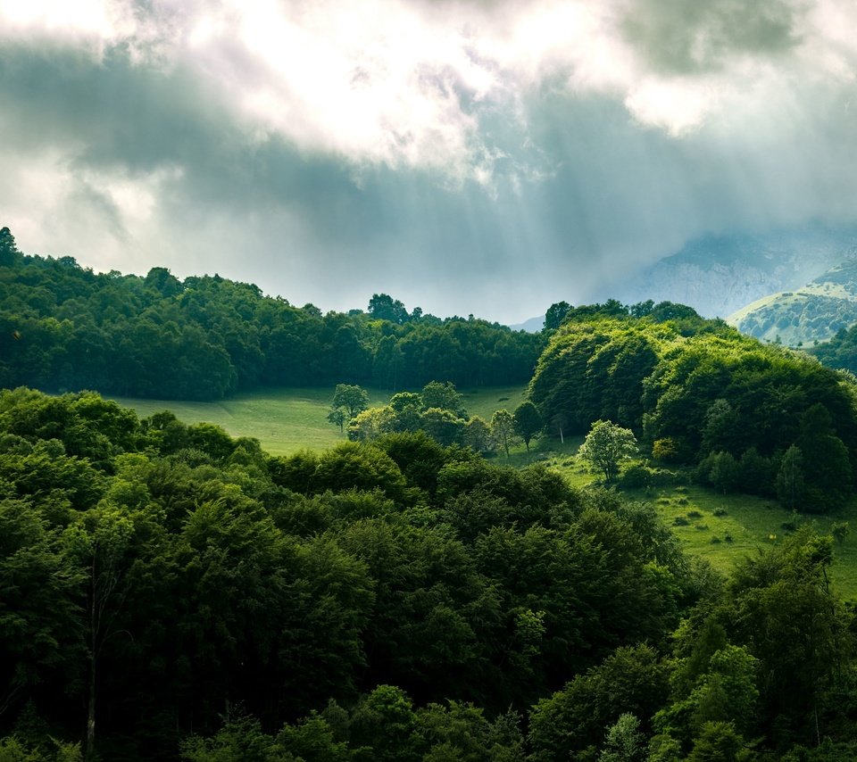 Обои небо, деревья, лес, лучи, the sky, trees, forest, rays разрешение 3840x2160 Загрузить