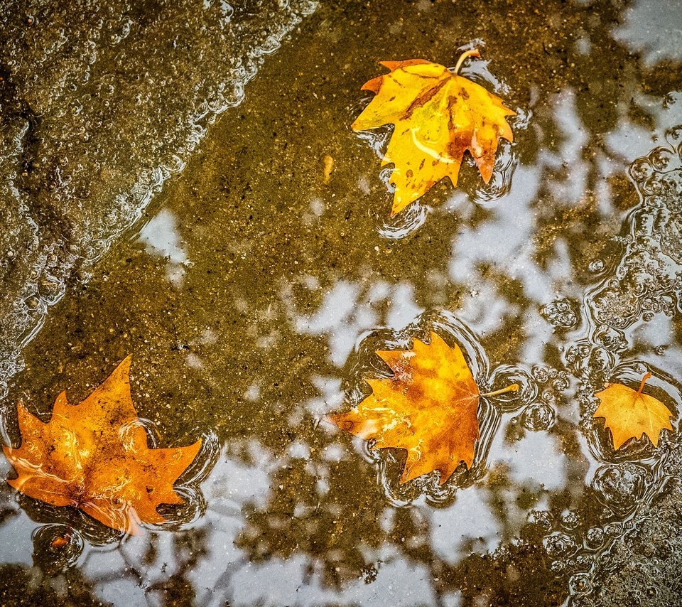 Обои листья, осень, клен, лужа, leaves, autumn, maple, puddle разрешение 1984x1323 Загрузить