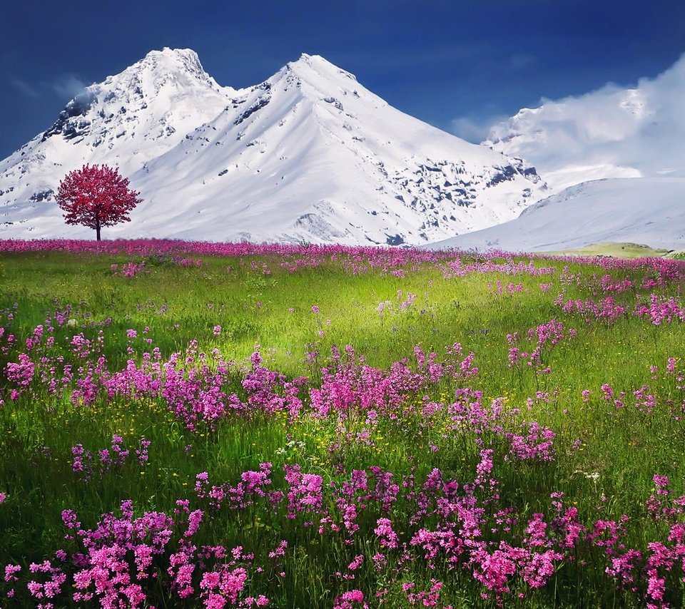 Обои трава, горы, снег, пейзаж, полевые цветы, grass, mountains, snow, landscape, wildflowers разрешение 1920x1252 Загрузить