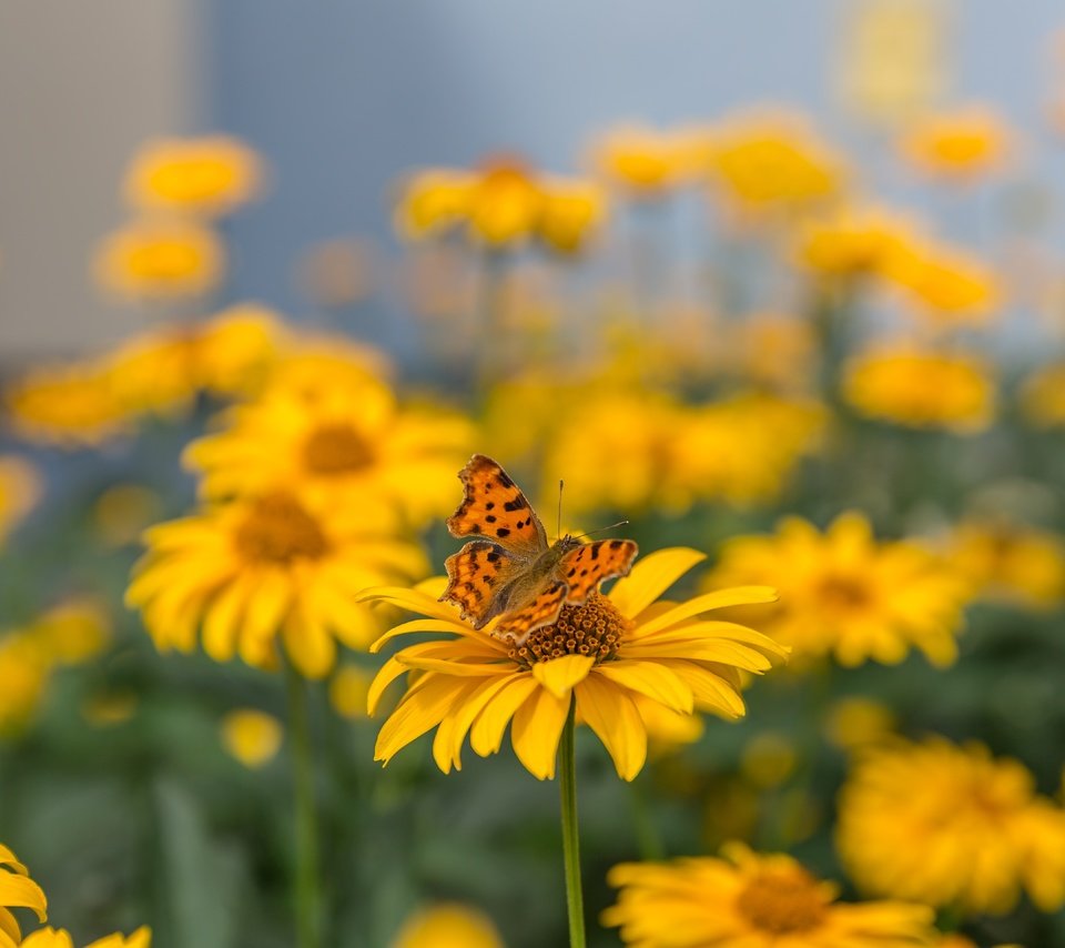 Обои цветы, макро, насекомое, лето, бабочка, желтые, боке, размытый фон, flowers, macro, insect, summer, butterfly, yellow, bokeh, blurred background разрешение 5760x3840 Загрузить