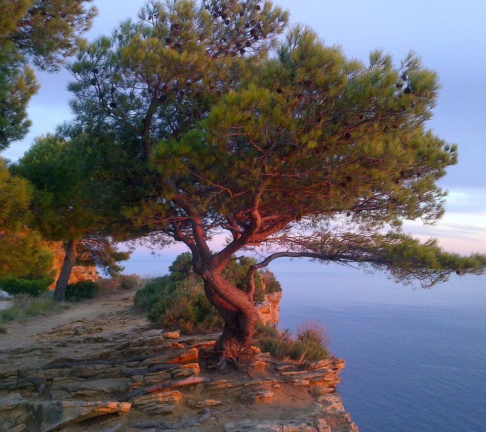 Обои дерево, море, скала, франция, лазурный берег, tree, sea, rock, france, cote d'azur разрешение 2048x1383 Загрузить