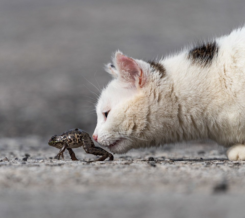 Обои морда, кот, кошка, котенок, лягушка, профиль, интерес, face, cat, kitty, frog, profile, interest разрешение 2048x1365 Загрузить