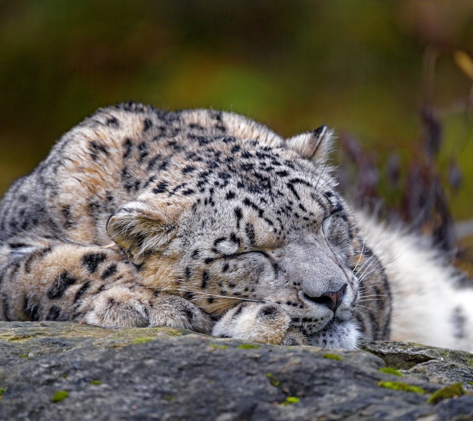 Обои морда, природа, сон, лежит, спит, снежный барс, ирбис, face, nature, sleep, lies, sleeping, snow leopard, irbis разрешение 3840x2560 Загрузить