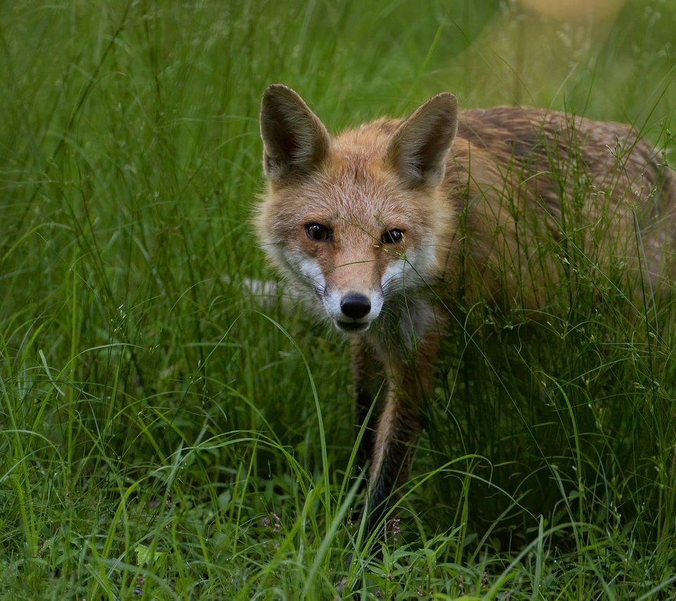 Обои морда, трава, взгляд, поляна, лиса, face, grass, look, glade, fox разрешение 2000x1334 Загрузить