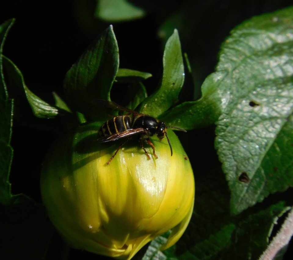 Обои насекомое, цветок, георгина, оса, insect, flower, dahlia, osa разрешение 4608x3456 Загрузить