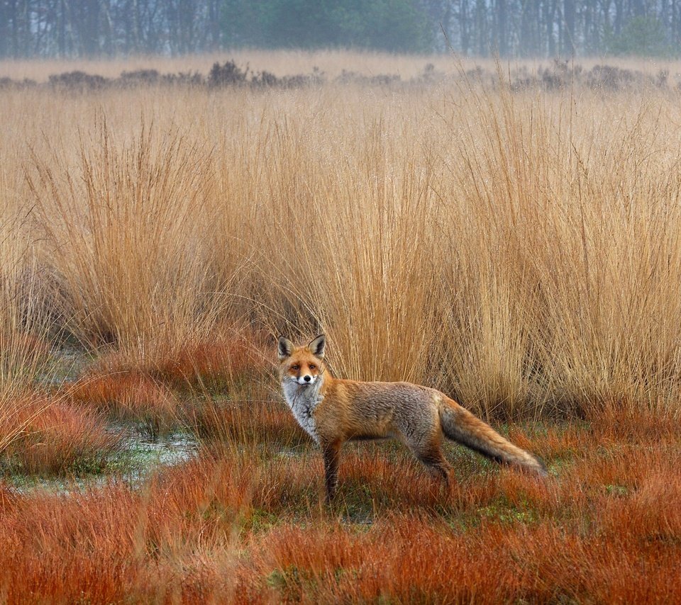 Обои осень, лиса, лисица, степь, autumn, fox, the steppe разрешение 5083x2859 Загрузить