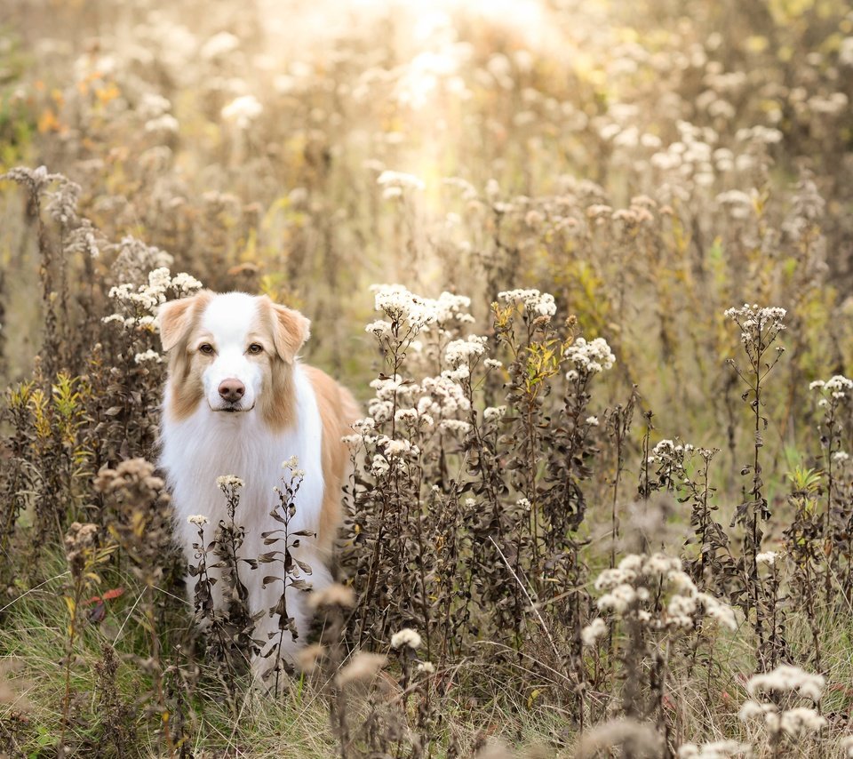 Обои поле, осень, собака, field, autumn, dog разрешение 5120x3373 Загрузить