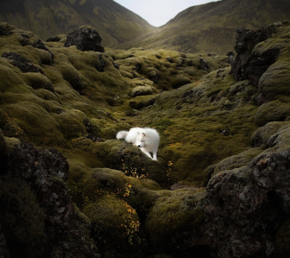 Обои природа, гора, собака, nature, mountain, dog разрешение 2048x1300 Загрузить