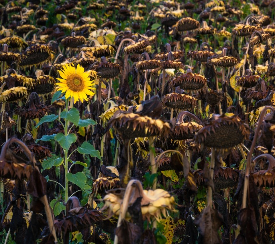 Обои природа, осень, подсолнухи, nature, autumn, sunflowers разрешение 3840x2160 Загрузить