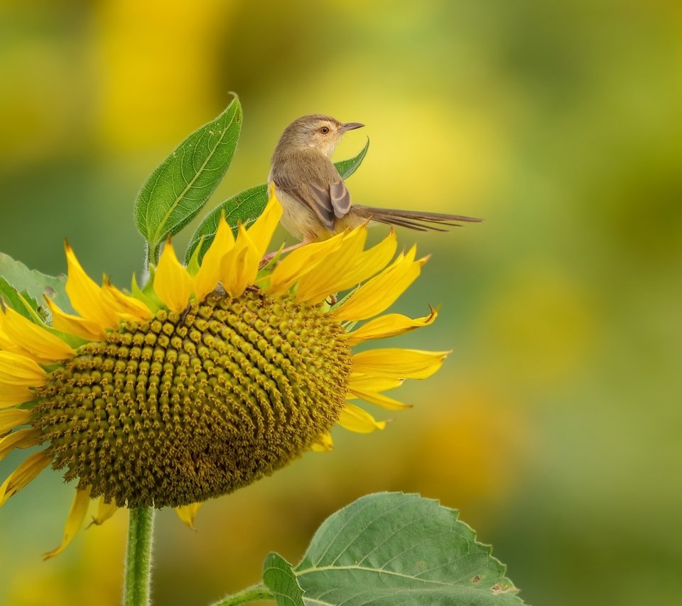 Обои природа, подсолнух, птица, nature, sunflower, bird разрешение 3840x2160 Загрузить