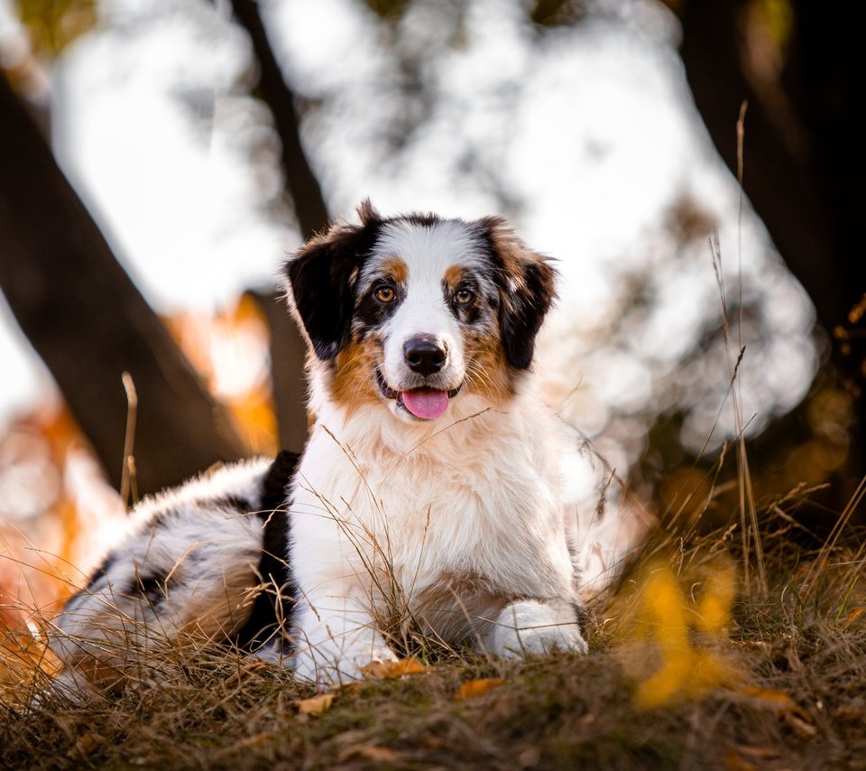 Обои природа, собака, аусси, nature, dog, aussie разрешение 4691x3127 Загрузить