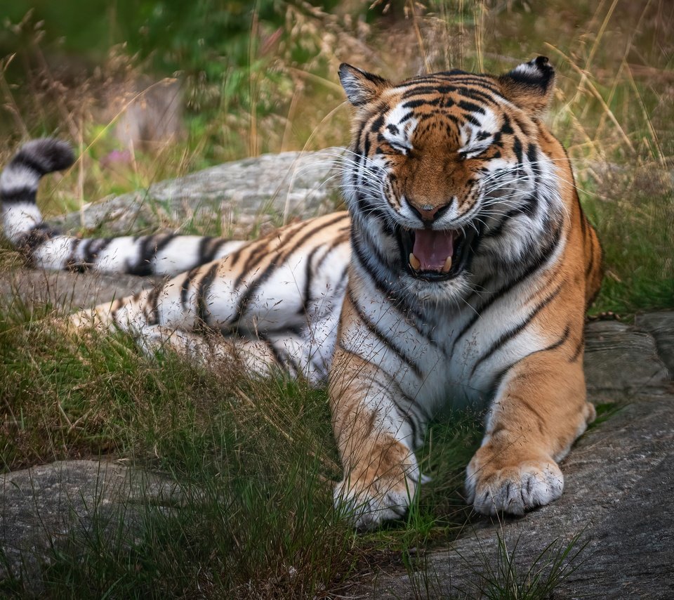 Обои тигр, трава, поза, лежит, пасть, tiger, grass, pose, lies, mouth разрешение 3361x2604 Загрузить