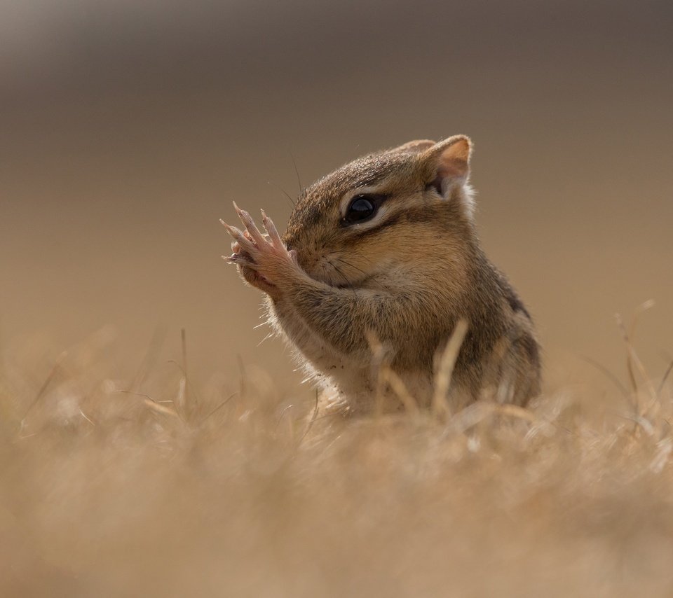 Обои трава, поле, мордашка, лапки, боке, бурундук, grass, field, face, legs, bokeh, chipmunk разрешение 3599x2580 Загрузить