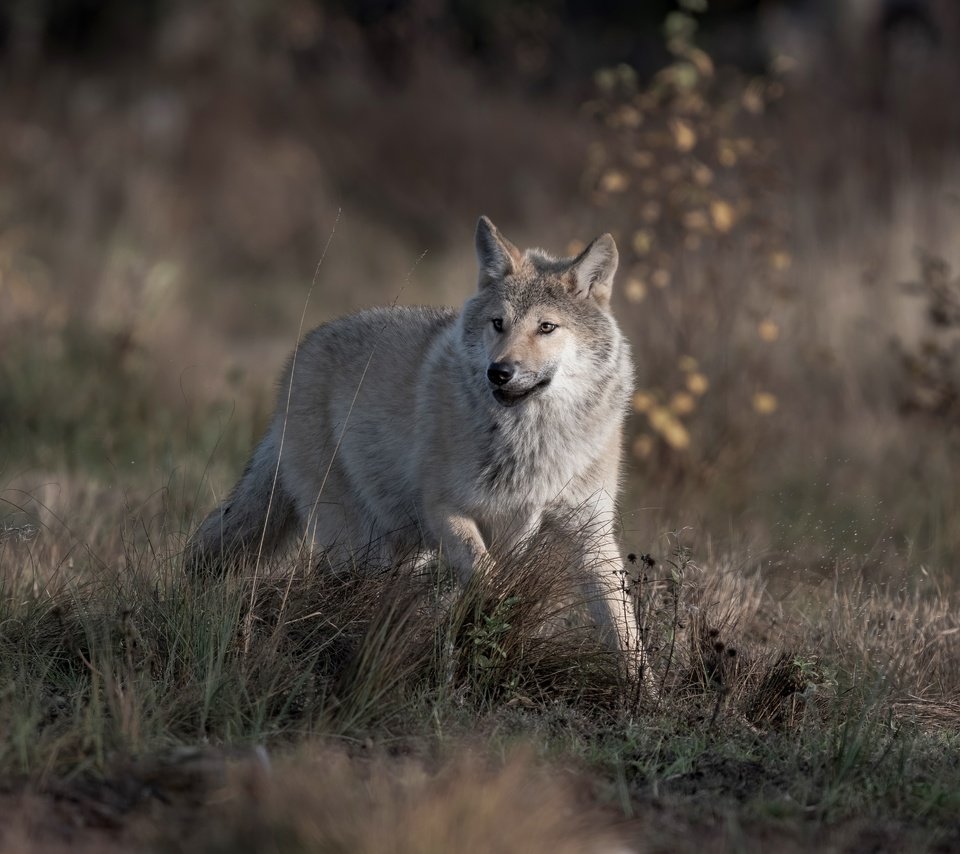 Обои трава, природа, взгляд, серый, бег, волк, grass, nature, look, grey, running, wolf разрешение 4899x3411 Загрузить