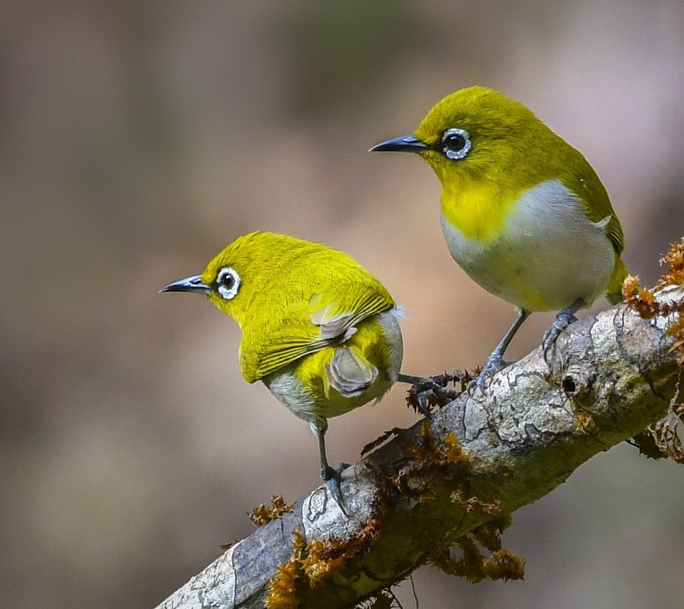 Обои ветка, природа, пара, птички, белоглазка, белый глаз, branch, nature, pair, birds, white-eyed, white eye разрешение 2000x1125 Загрузить