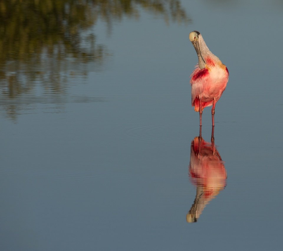 Обои вода, отражение, водоем, птица, розовая колпица, water, reflection, pond, bird, roseate spoonbill разрешение 4096x2970 Загрузить