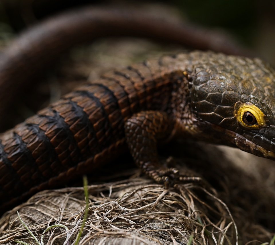 Обои взгляд, ящерица, темный фон, коричневая, боке, look, lizard, the dark background, brown, bokeh разрешение 3840x2160 Загрузить