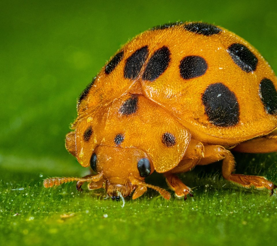 Обои жук, макро, листок, божья коровка, жёлтая, зеленый фон, beetle, macro, leaf, ladybug, yellow, green background разрешение 5042x3361 Загрузить