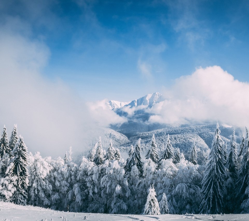 Обои небо, иней, облака, ели, деревья, горы, снег, лес, зима, туман, the sky, frost, clouds, ate, trees, mountains, snow, forest, winter, fog разрешение 3840x2560 Загрузить