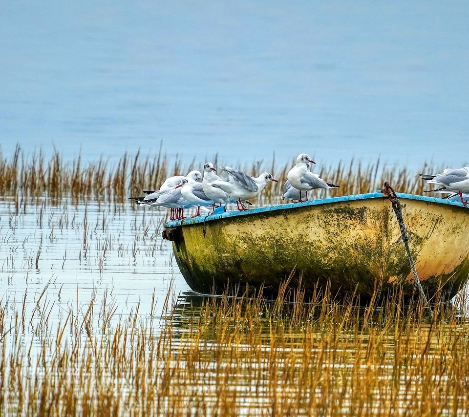 Обои озеро, водоем, лодка, птицы, чайки, стая, lake, pond, boat, birds, seagulls, pack разрешение 2880x1620 Загрузить