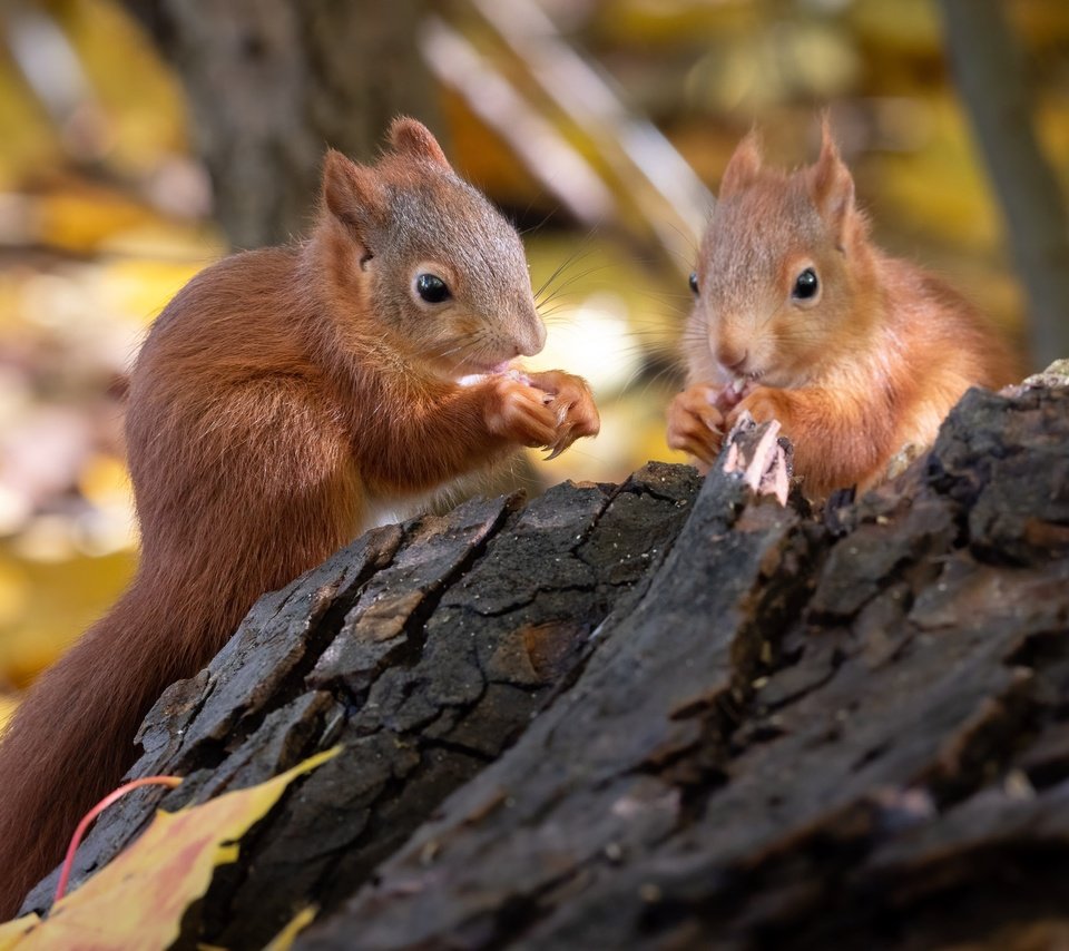 Обои природа, животные, пара, коряга, белки, грызуны, nature, animals, pair, snag, proteins, rodents разрешение 2048x1536 Загрузить