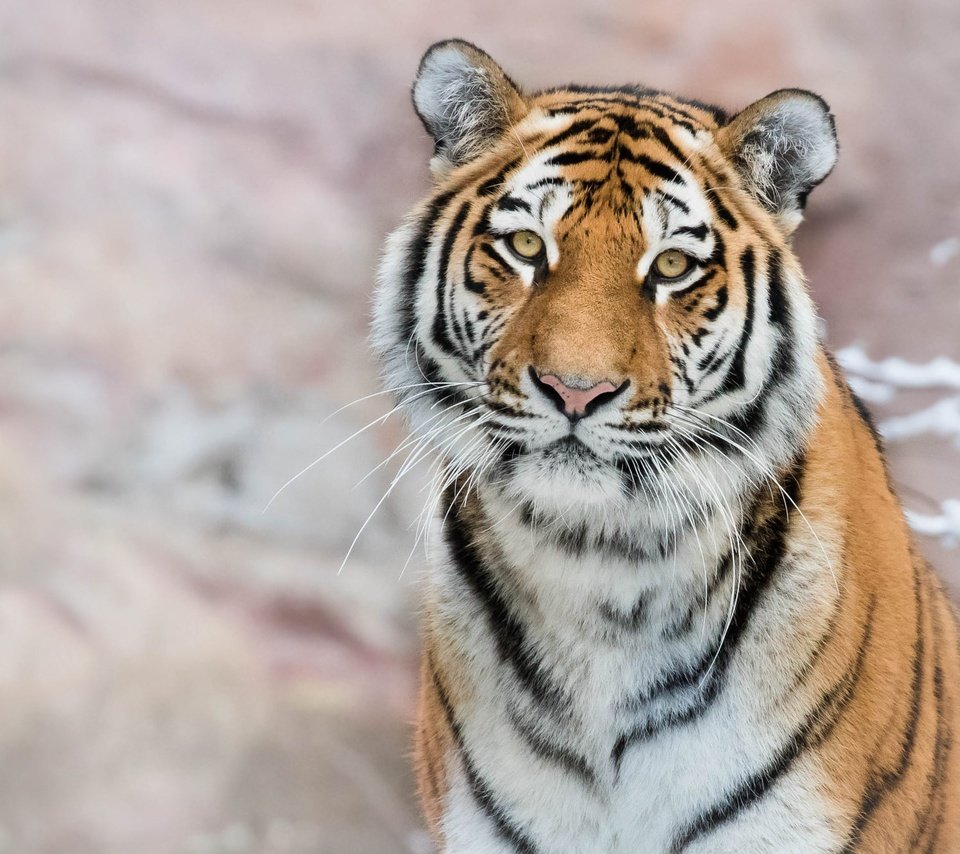 Обои тигр, морда, снег, фон, портрет, ветки, взгляд, боке, tiger, face, snow, background, portrait, branches, look, bokeh разрешение 2372x1334 Загрузить