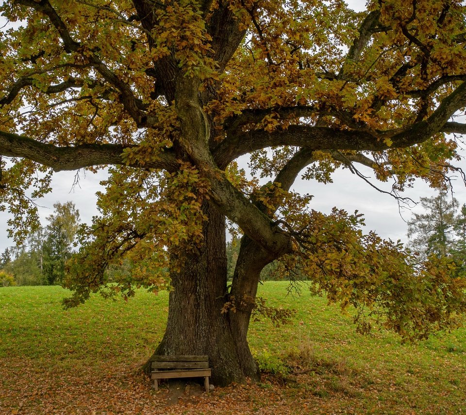 Обои дерево, осень, скамья, tree, autumn, bench разрешение 3840x2160 Загрузить