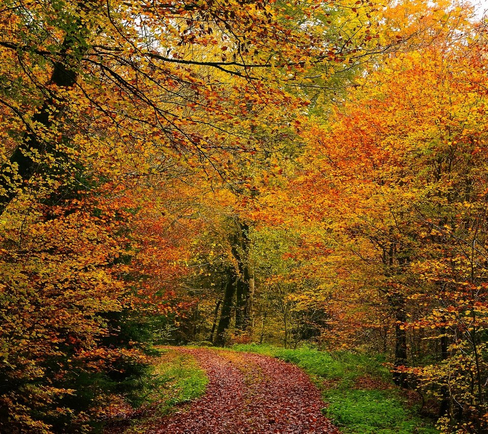 Обои деревья, лес, листва, осень, тропинка, аллея, золотая осень, trees, forest, foliage, autumn, path, alley, golden autumn разрешение 3840x2160 Загрузить