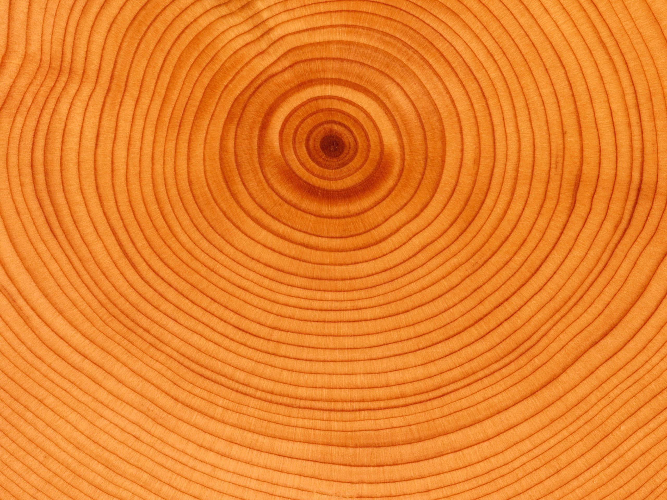 Обои дерево, круги, возраст, tree, circles, age разрешение 2560x1920 Загрузить