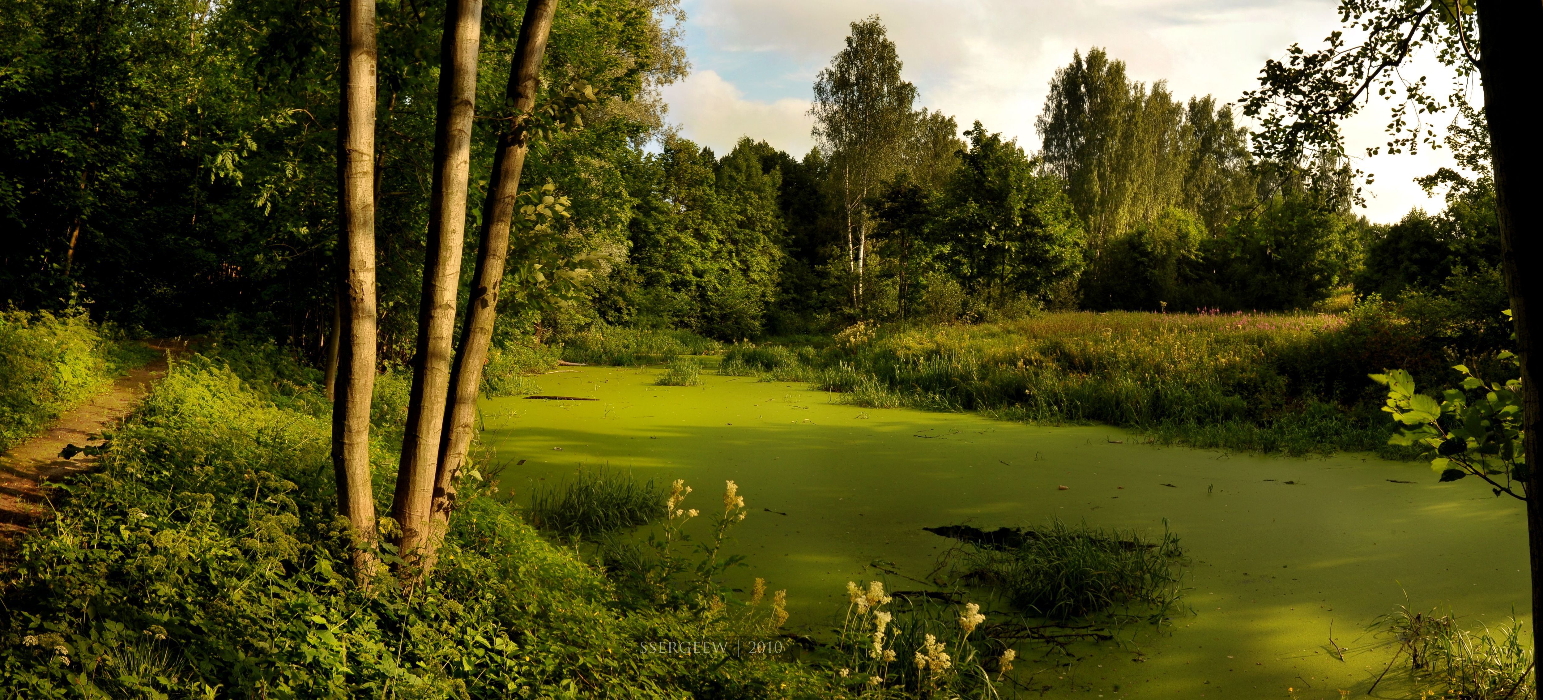 Обои деревья, река, лес, serg-sergeew, trees, river, forest разрешение 4991x2264 Загрузить