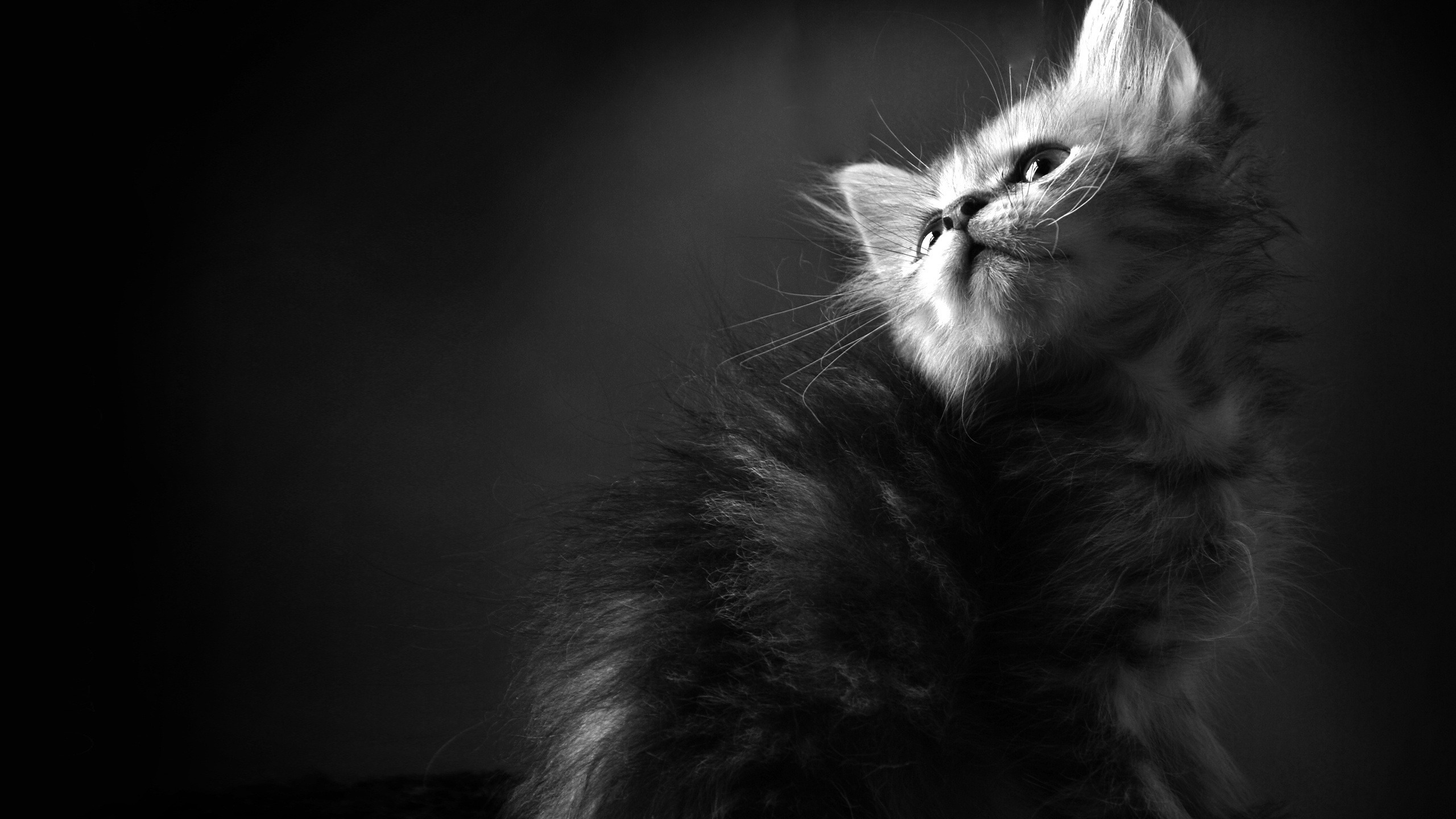 Обои обои, кот, кошка, чёрно-белое, котенок, пушистый, кошки, чб, wallpaper, cat, black and white, kitty, fluffy, cats, bw разрешение 2560x1440 Загрузить