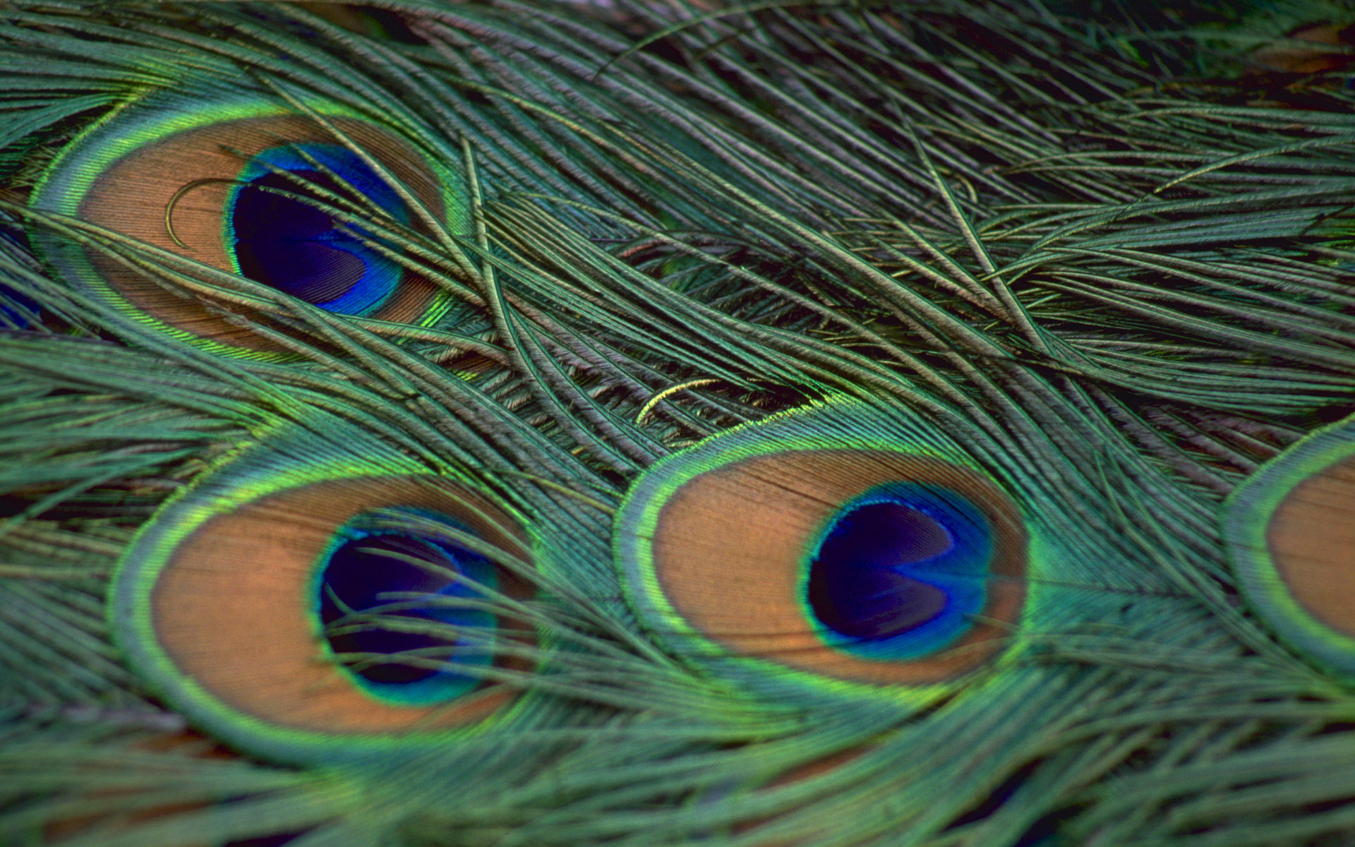 Обои павлин, перья, peacock, feathers разрешение 1920x1200 Загрузить